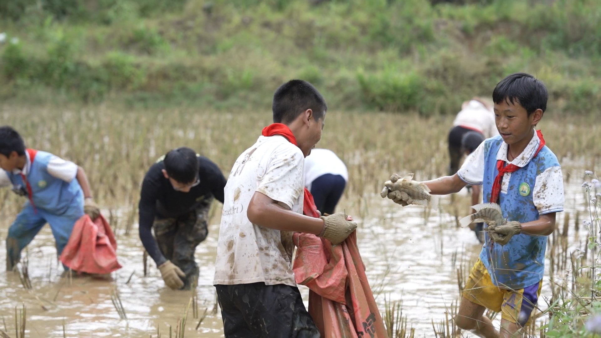 帮东完小的同学捕获稻田鱼.jpg